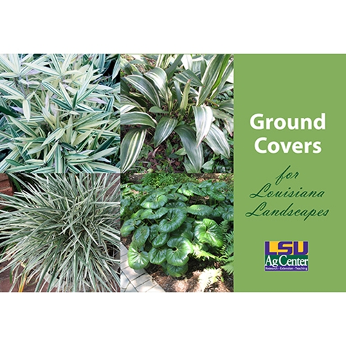 LSU AgCenter Store Ground Covers for Louisiana Landscapes