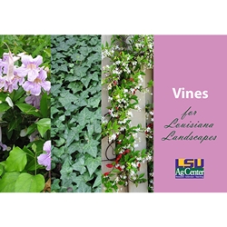 Vines for Louisiana Landscapes