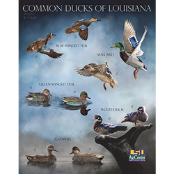 Common Ducks of Louisiana Poster