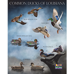 Common Ducks of Louisiana Poster