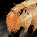 Pesticide Applicators
