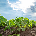 Crops & Livestock