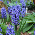 Lawn & Garden
