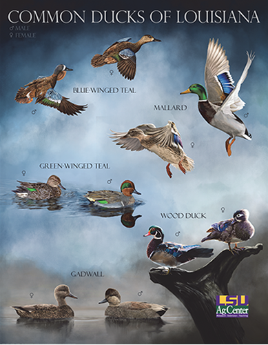 Common Ducks of Louisiana. Illustrations of male and female ducks including Blue-winged Teal, Mallard, Green-winged Teal, Wood Duck, and Gadwall species. LSU AgCenter. Research, Extension, Teaching