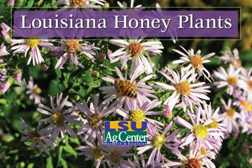 Louisiana Honey Plants. LSU AgCenter. Research, Extension, Teaching