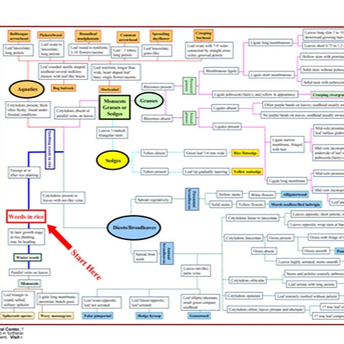 Complex flowchart with various colored boxes and arrows on a white background