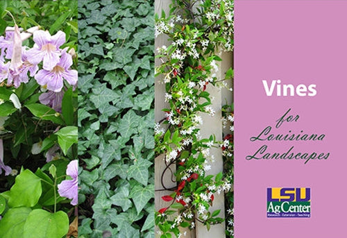 Vines for Louisiana Landscapes. LSU AgCenter. Research, Extension, Teaching